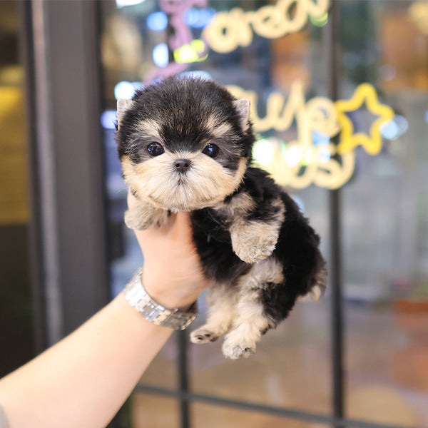 Yorkshireterrier - Sapi (Female)