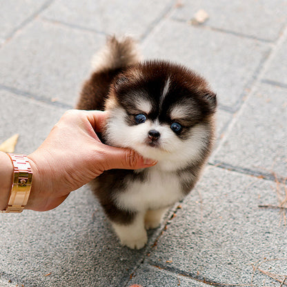 Pomsky - Robo (Male)