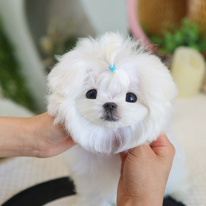 Maltese - Bono (Male)