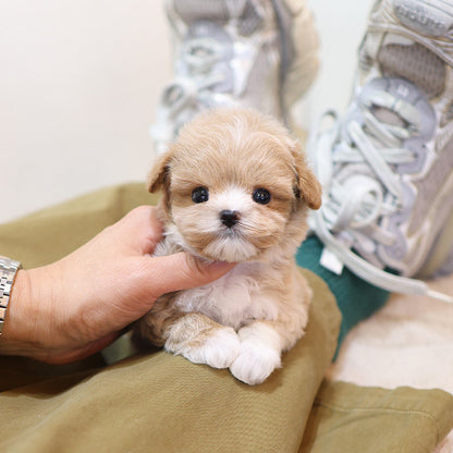 Maltipoo - Kkoming (Male)