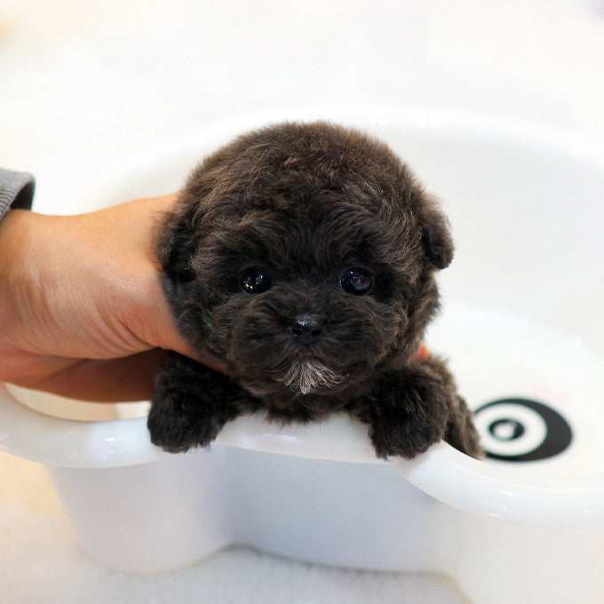 Poodle - Kuromi (Female)