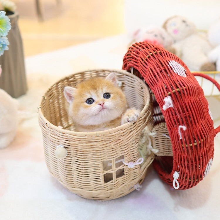 British shorthair - Ppippo (Female)