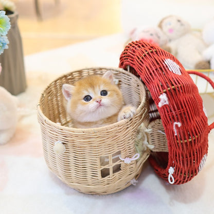 British shorthair - Ppippo (Female)