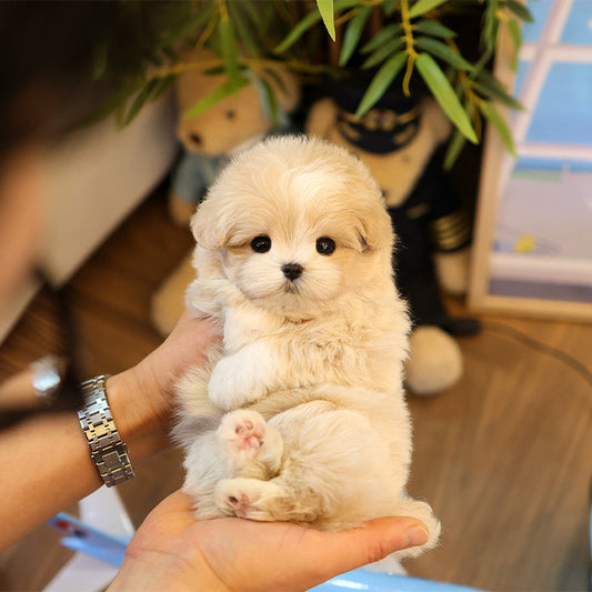 Maltipoo - Daengdaeng (Male)