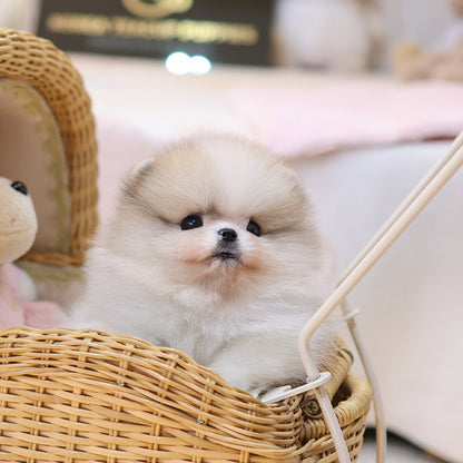 Pomeranian - Chico (Female)
