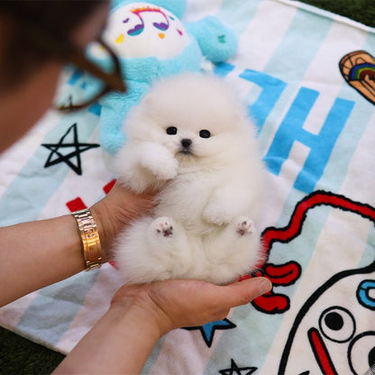 Pomeranian - Bboro (Male)