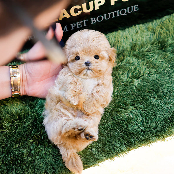 Maltipoo - Ijun (Male)