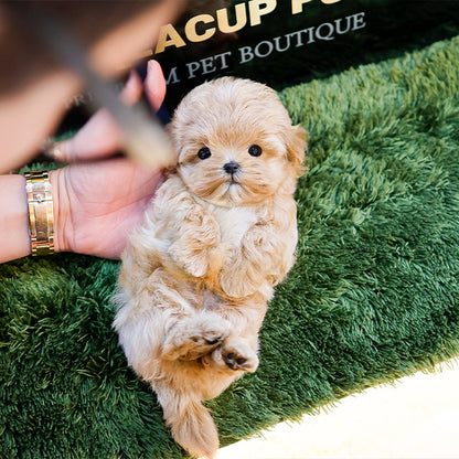 Maltipoo - Ijun (Male)