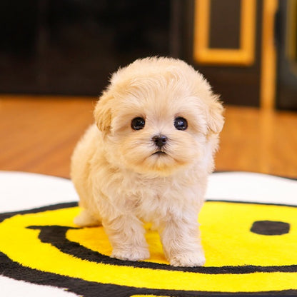 Maltipoo - Jiji (Female)