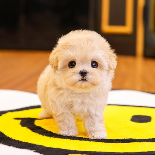 Maltipoo - Jiji (Female)