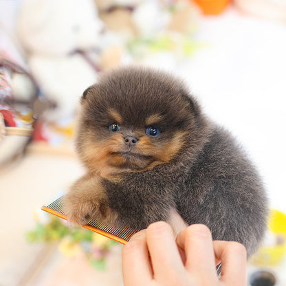 Pomeranian - Ddona (Male)