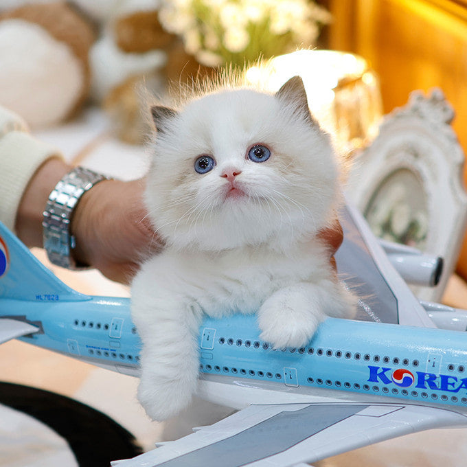 Ragdoll - Mirae (Female)