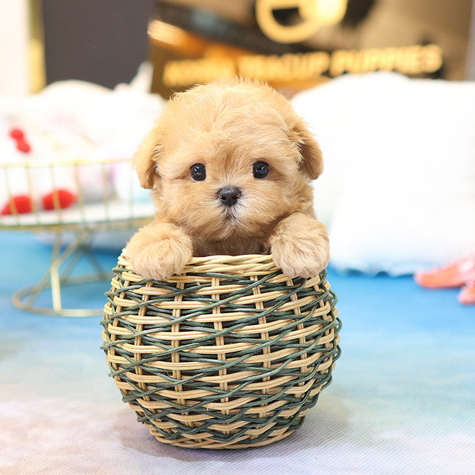 Maltipoo - Yuchae (Male)