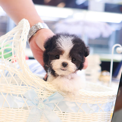 Poodle - Qua (Female)