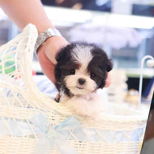 Poodle - Qua (Female)