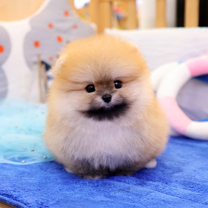 Pomeranian - Deundeun (Male)
