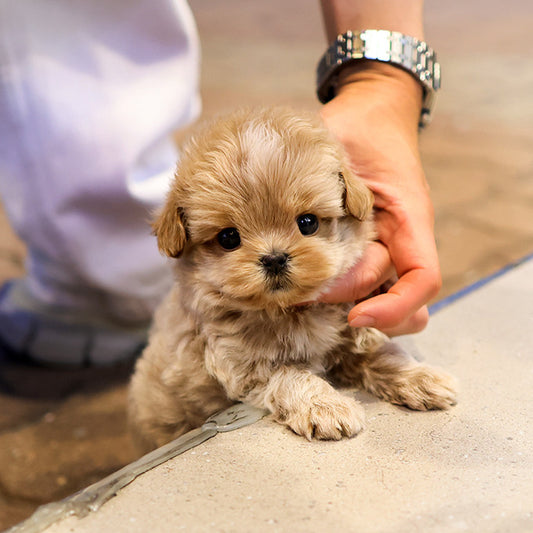 Maltipoo - Ttallang (Male)
