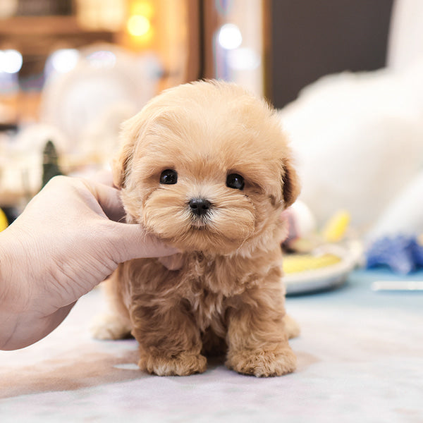 Maltipoo - Peter (Male)