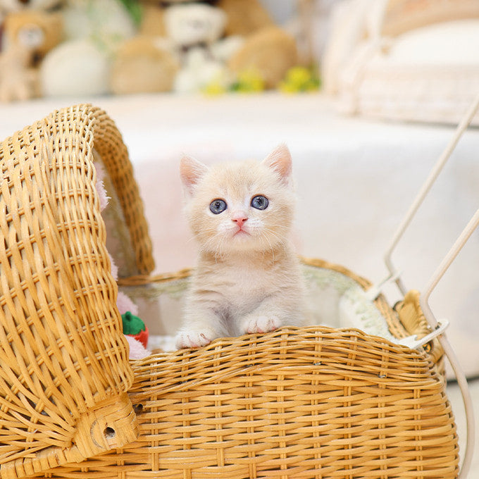 Munchkin - Ppangyi (Male)
