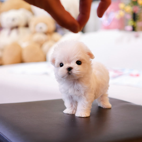 Maltese - Chocho (Female)