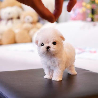 Maltese - Chocho (Female)