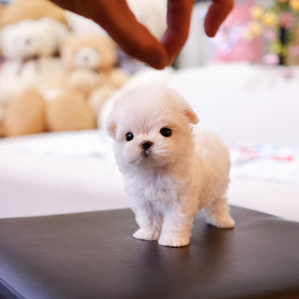 Maltese - Chocho (Female)