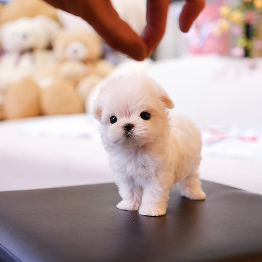 Maltese - Chocho (Female)