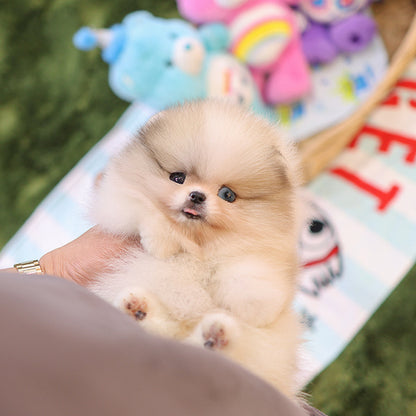 Pomeranian - Chico (Female)
