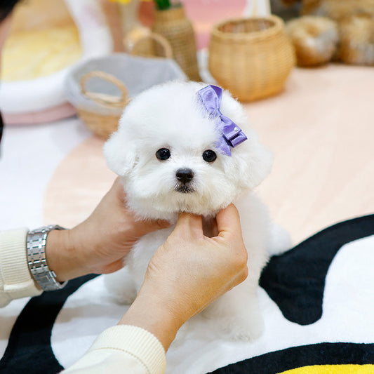 Bichon Frise - Bita (Male)