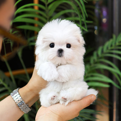 Maltese - Chijeu (Female)