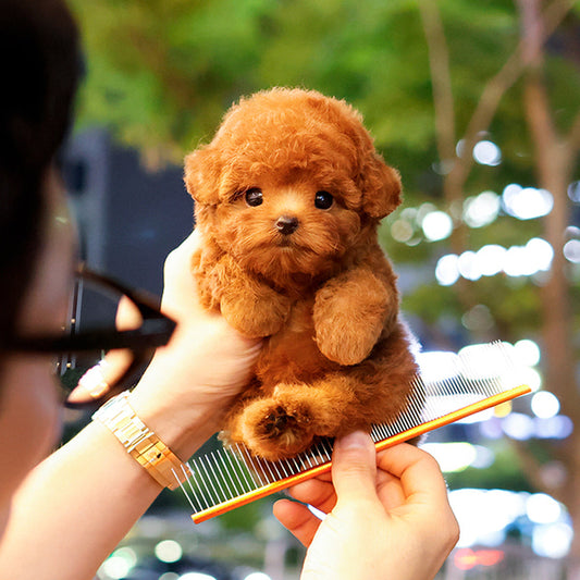 Poodle - Rikong (Female)