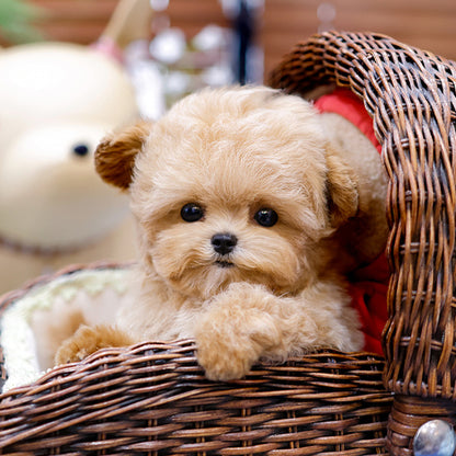 Maltipoo - Poket (Male)