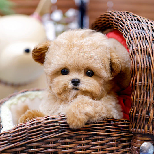 Maltipoo - Poket (Male)
