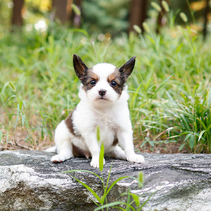 Papillon - Siyo (Male)