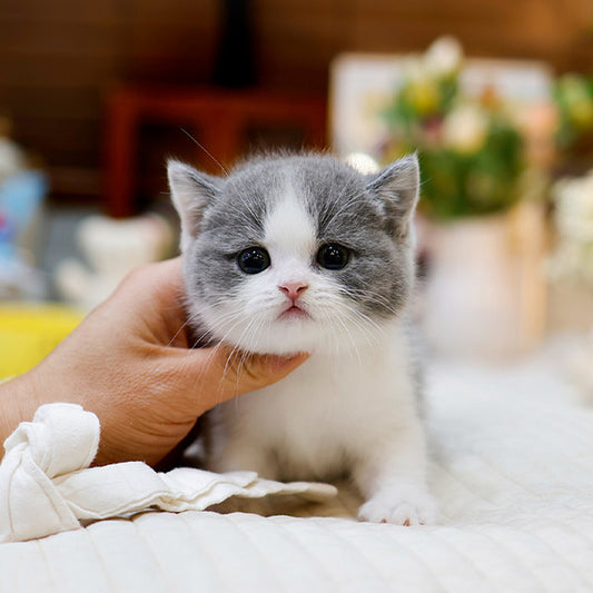 British Shorthair - Donggu (Male)