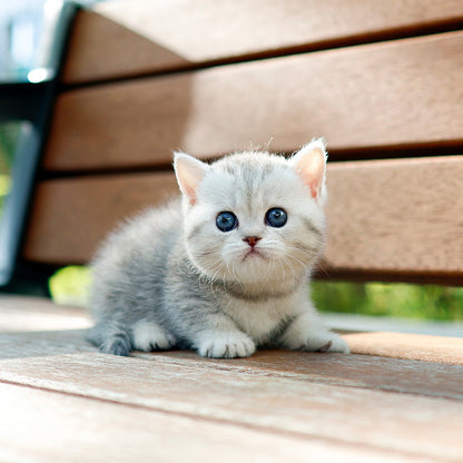 Munchkin - Mandaeng (Female)
