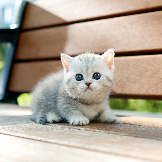 Munchkin - Mandaeng (Female)