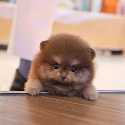Pomeranian - Bamyi (Male)