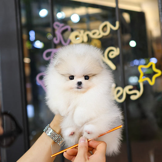 Pomeranian - Popo (Female)
