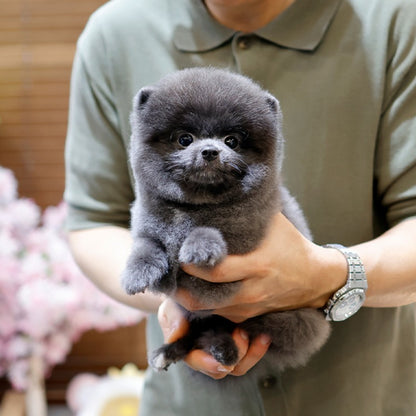 Pomeranian - Pia (Female)
