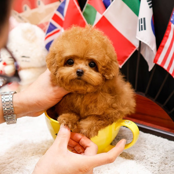 Poodle - Poko (Female)