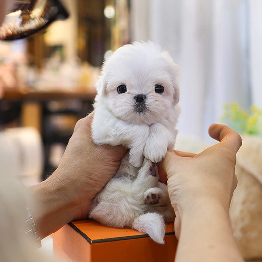 Maltese - Toseu (Male)