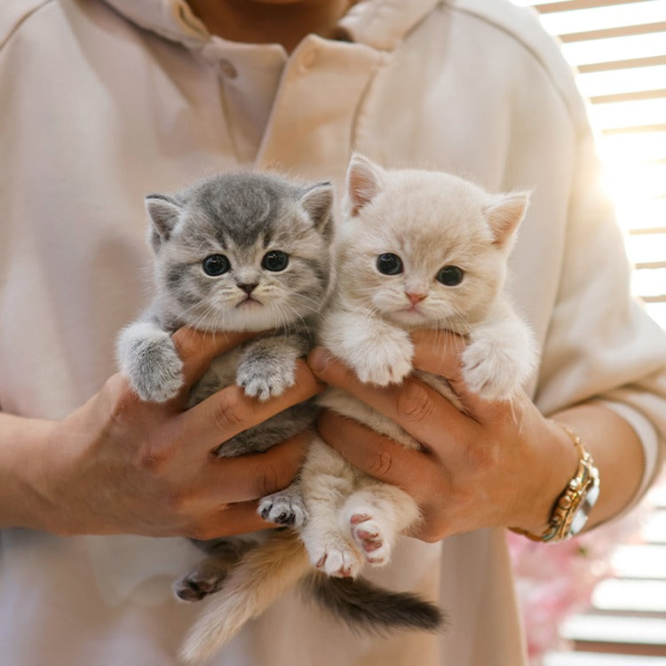 British Shorthair - Dobeu (Female)