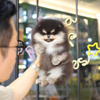 Pomeranian - Chamkkae (Male)