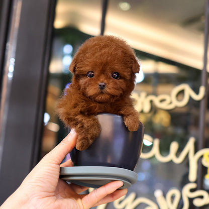 Poodle - Jjahi (Male)