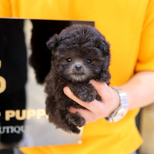 Poodle - melong (Male)