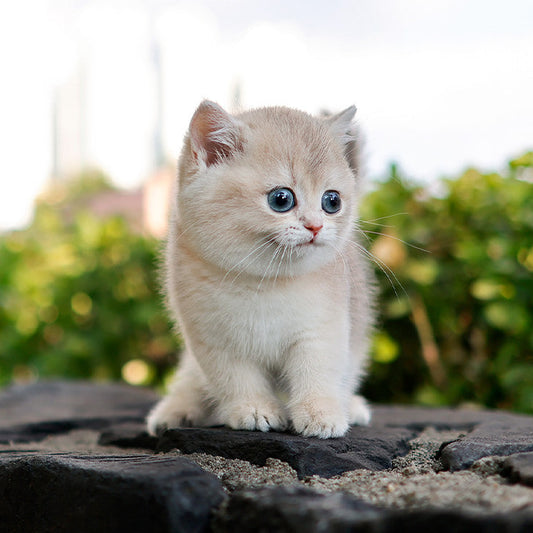 Munchkin - Jindaeng (Female)