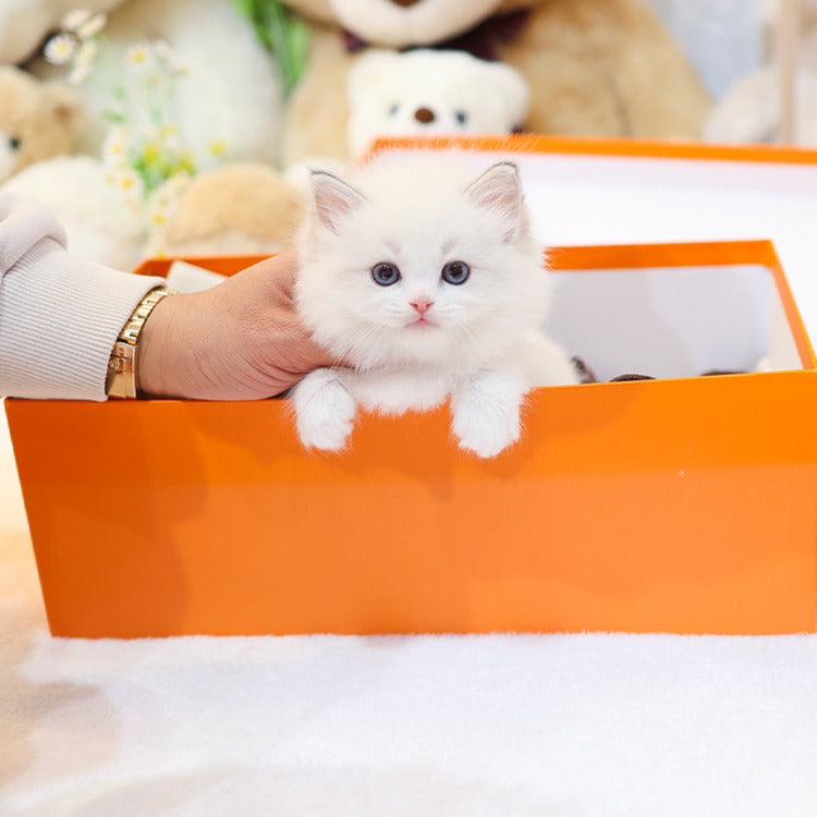 Ragdoll - Ppukka (Male)