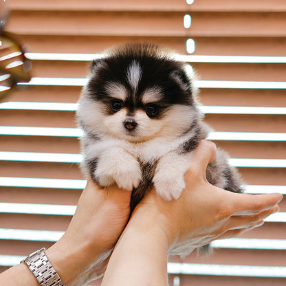Pomsky - Dinggo (Female)
