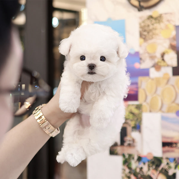 Bichon Frise - Chapssal (Female)